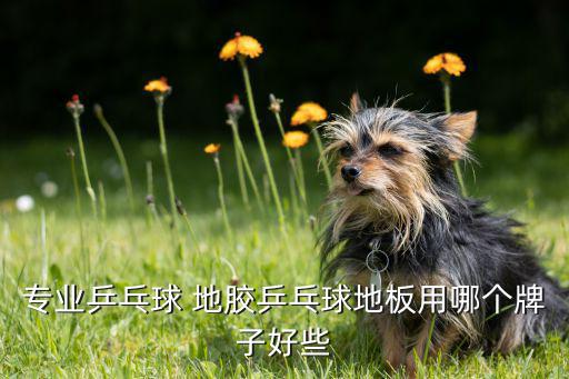 專業(yè)乒乓球 地膠乒乓球地板用哪個(gè)牌子好些