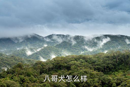 八哥體育用品怎么樣,八哥狗狗原產(chǎn)地中國(guó)長(zhǎng)得圓圓胖胖的