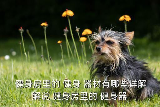  健身房里的 健身 器材有哪些詳解解說(shuō) 健身房里的 健身器