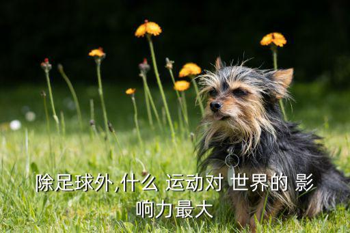 世界各項運(yùn)動影響力排名,我很想成為一個網(wǎng)球選手