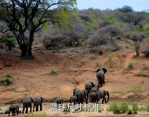 小學1到6年級用幾號籃球,籃球班一般價格多少錢