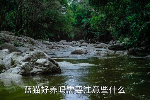 藍貓好養(yǎng)嗎需要注意些什么