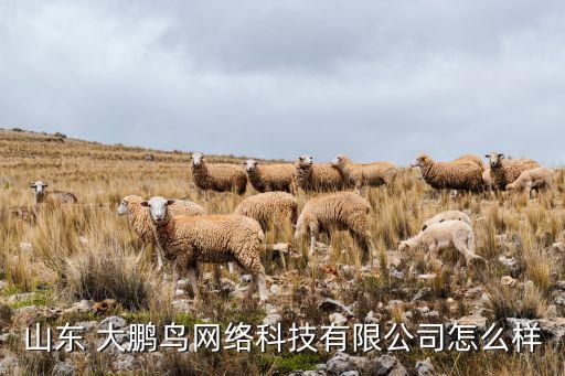 山東 大鵬鳥網絡科技有限公司怎么樣